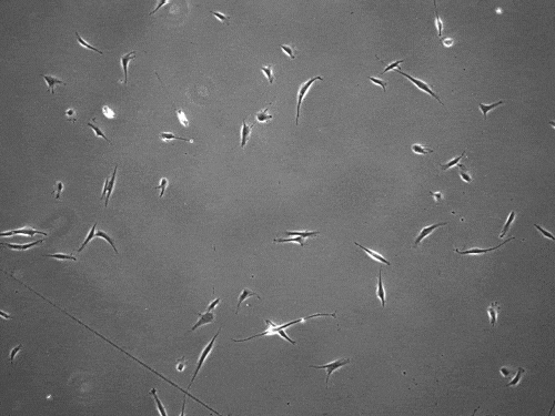 cells slingshot around