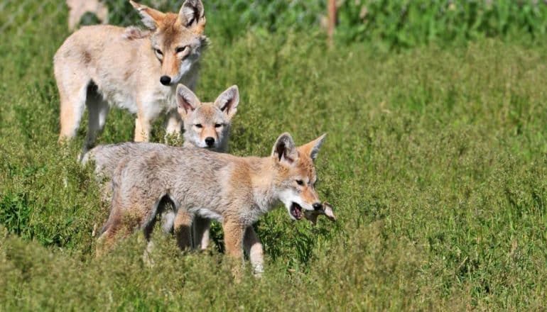 coyote pups with mom in grass