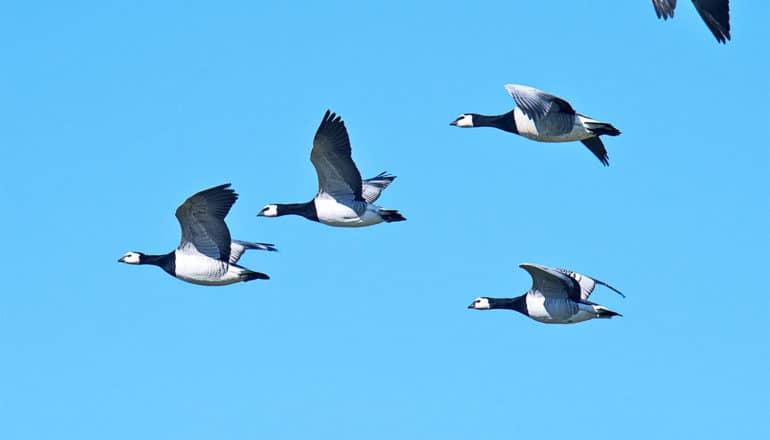 geese flying