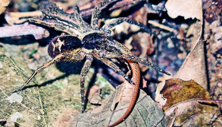 giant amazon spider