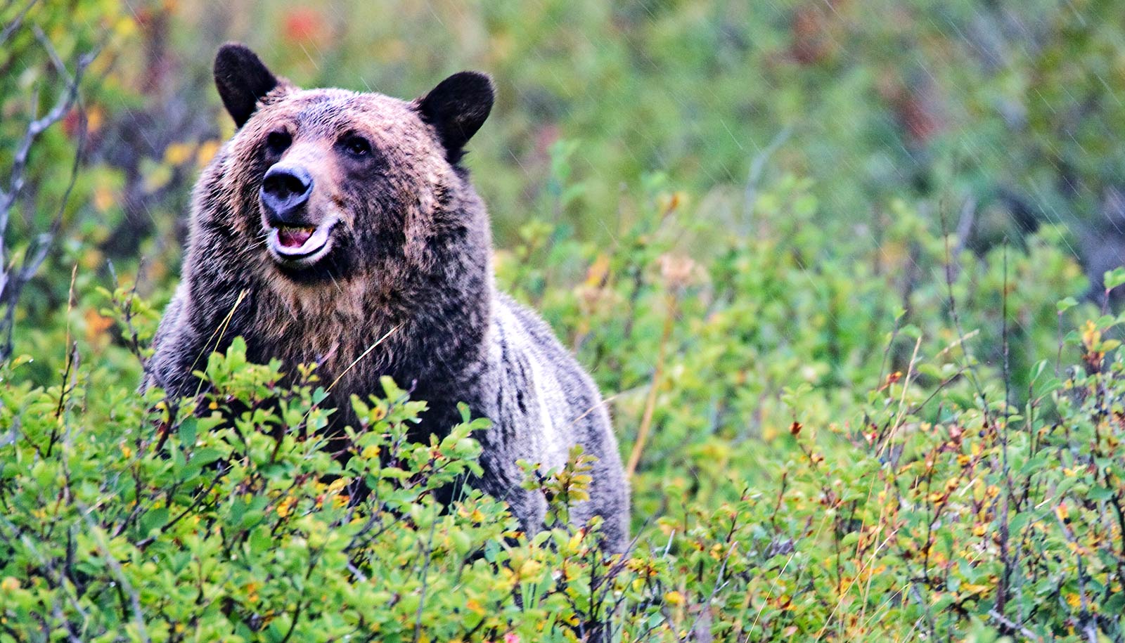 Huckleberry maps locate hungry grizzly bears | WordDisk