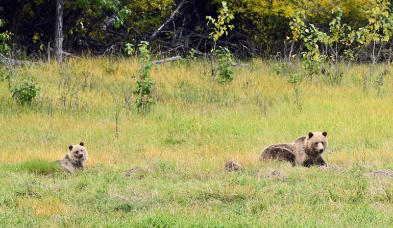 grizzly bear mother and cub in green grass