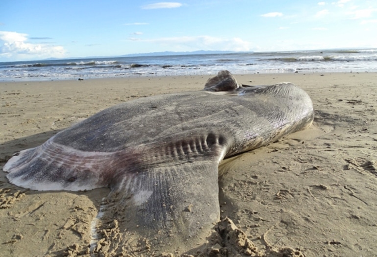 dead hoodwinker sunfish on beach