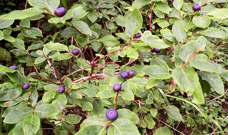 huckleberries on bush