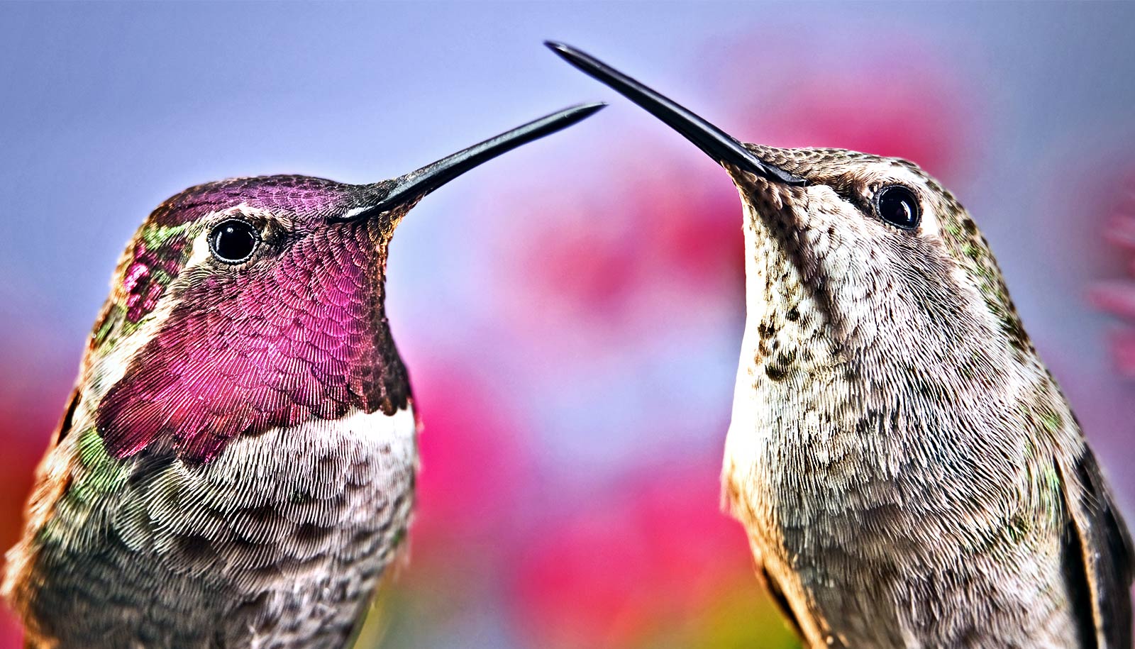 Some hummingbird beaks are better for 