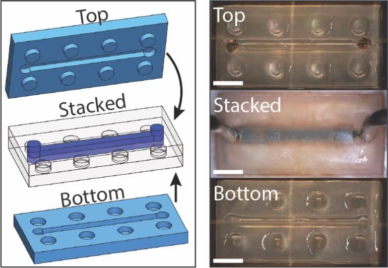 hydrogel LEGO become microfluidic devices