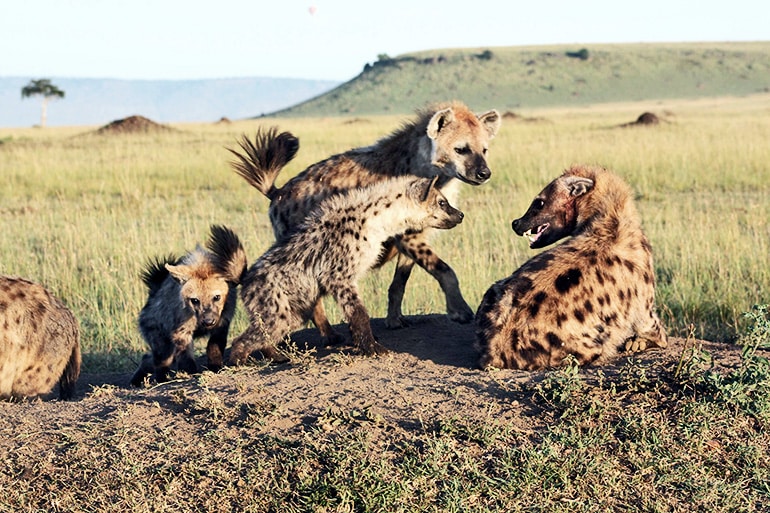 hyena fight