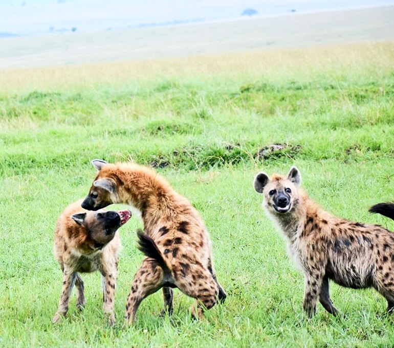 hyenas fighting