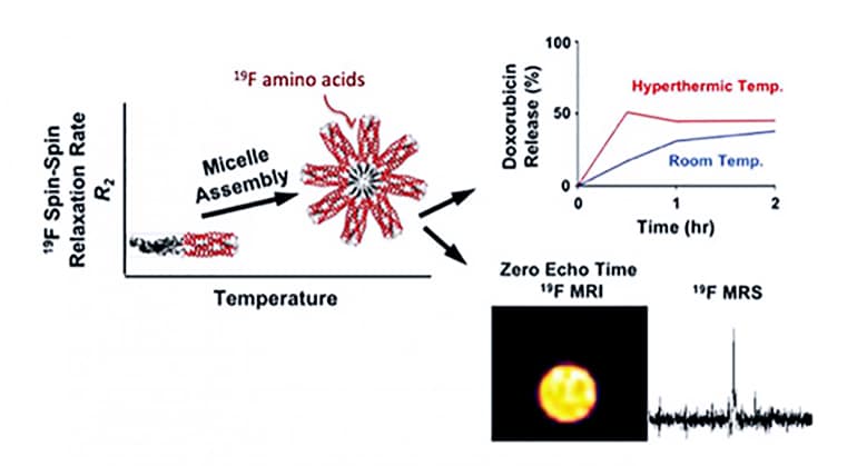 protein micelle