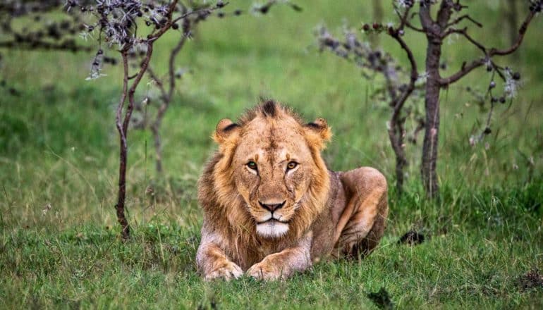 lion lying down, looking at camera