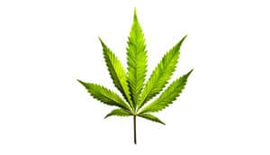 marijuana leaf on white