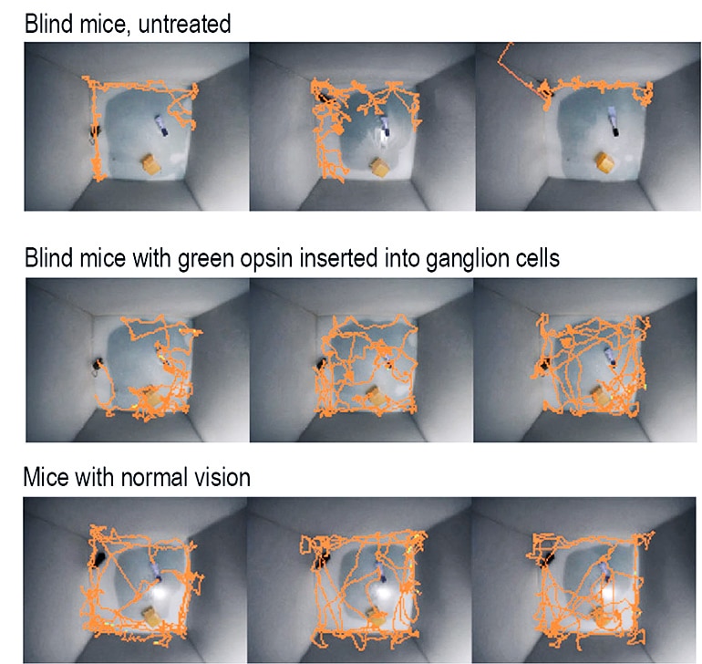 mice blindness behavior