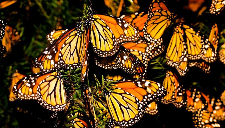 monarch butterflies