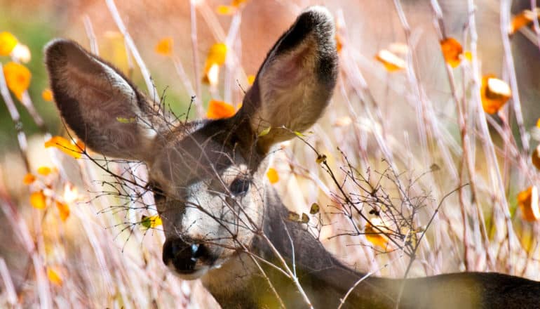 mule deer with branch in front of face