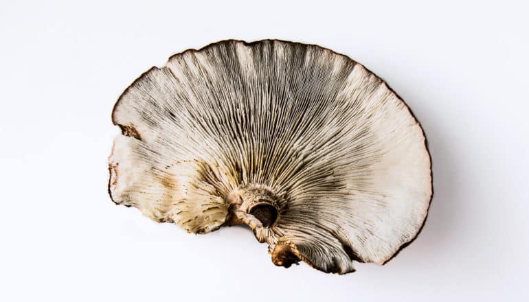 mushroom brain