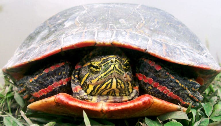 painted turtle