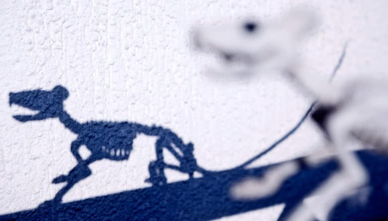 shadow of rat skeleton on white wall