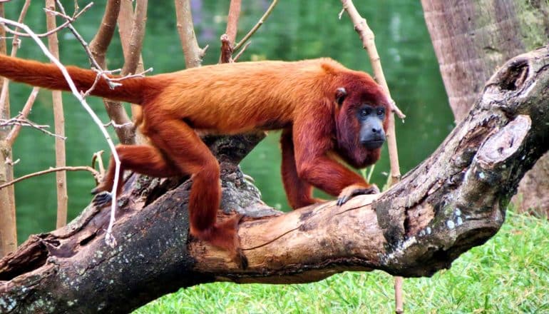 red howler monkey walks on branch