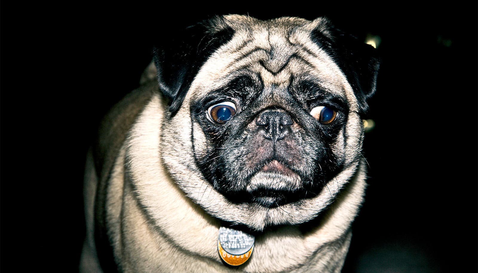 Animal abuse varies by people’s relationship to the pet. sad pug eyes. 