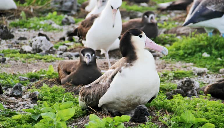 short-tailed albatross on ground