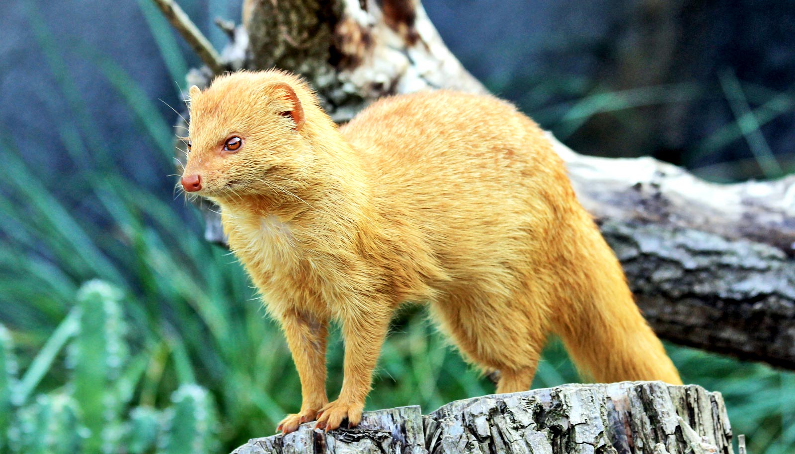 slender mongoose stands on stump