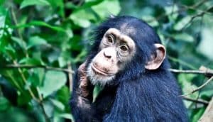 Chimp smiling (chimpanzees concept)
