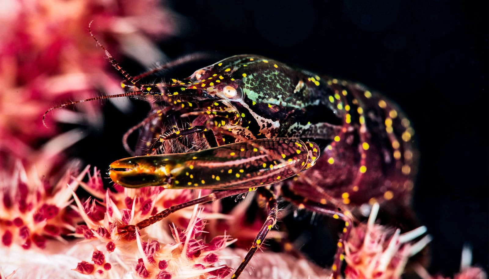 3Dprinted shrimp claw makes plasma underwater Futurity