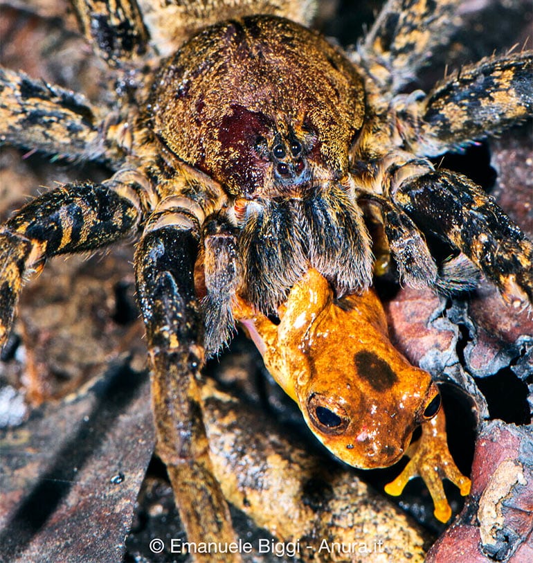 spider eating frog