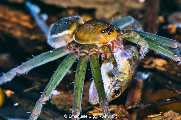 fishing spider eating a fish