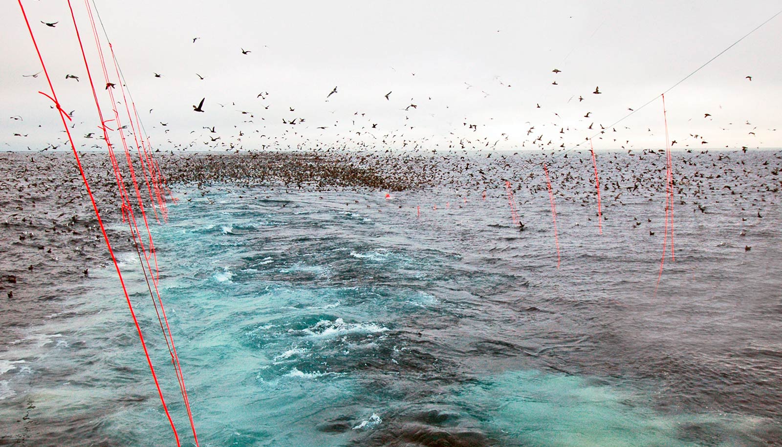 streamerlines behind boat, lots of seabirds