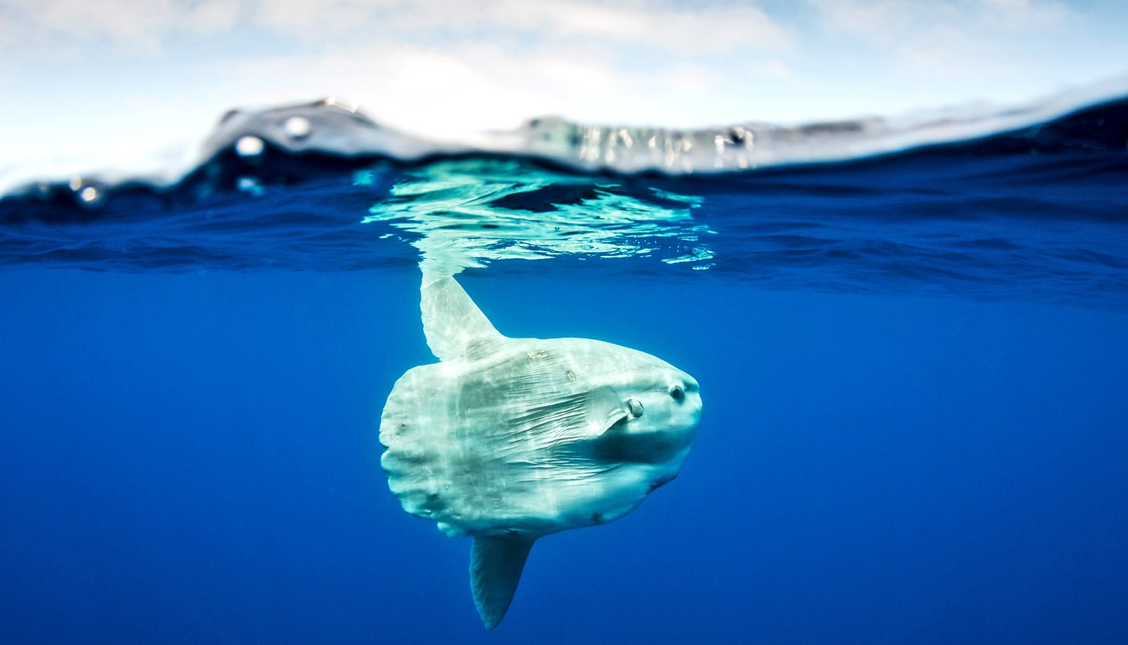 Giant sunfish washes up on a beach in Australia