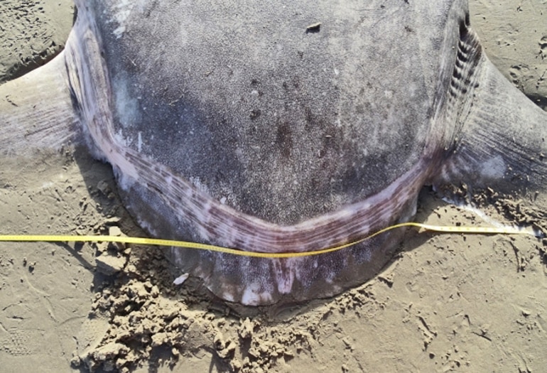 clavus of hoodwinker sunfish on beach