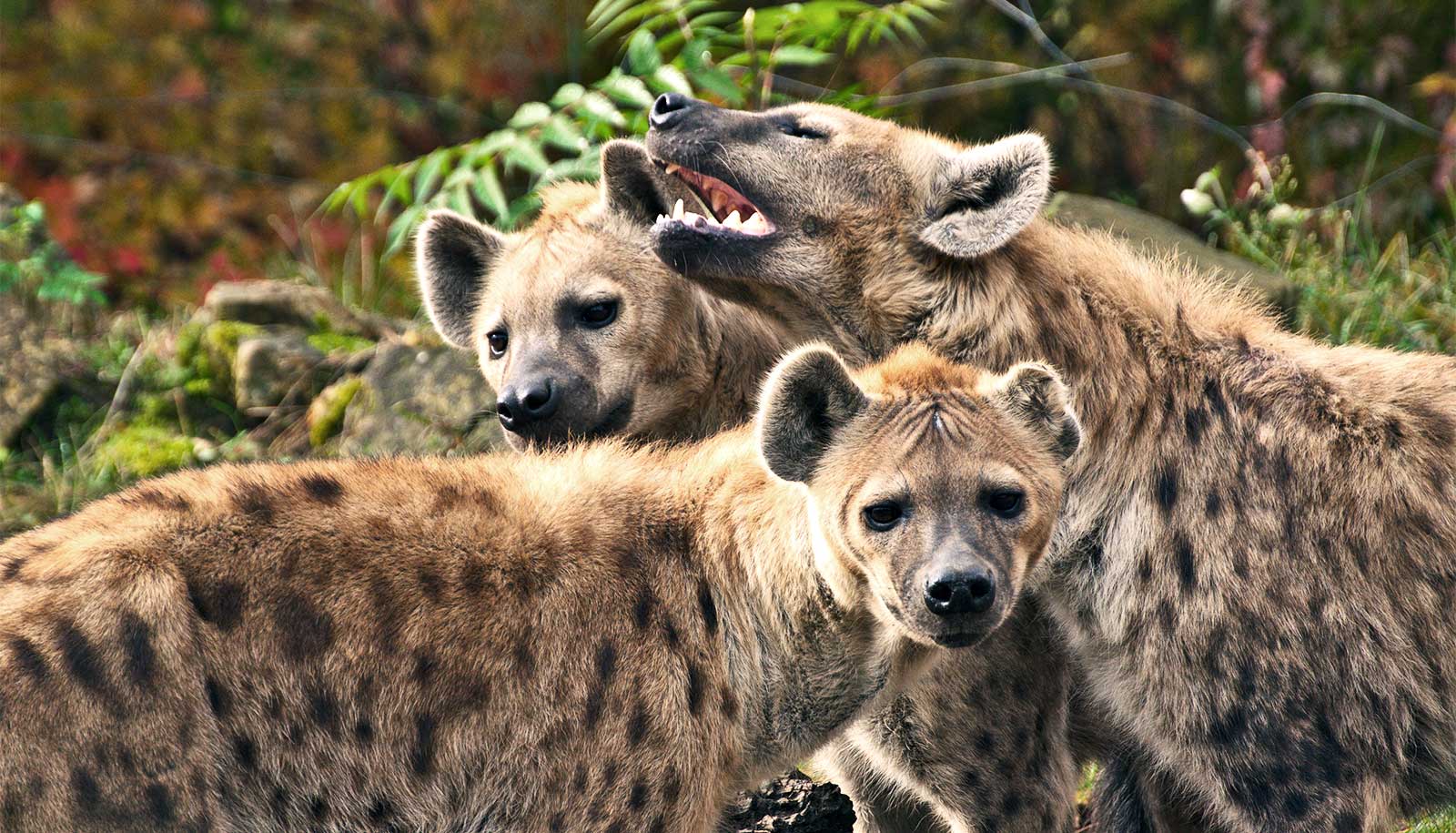 hyena on the keyboard pilot eng sub hyena on the keyboard pilot eng sub