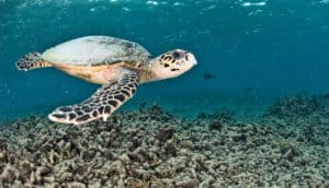 turtle swims over degraded coral