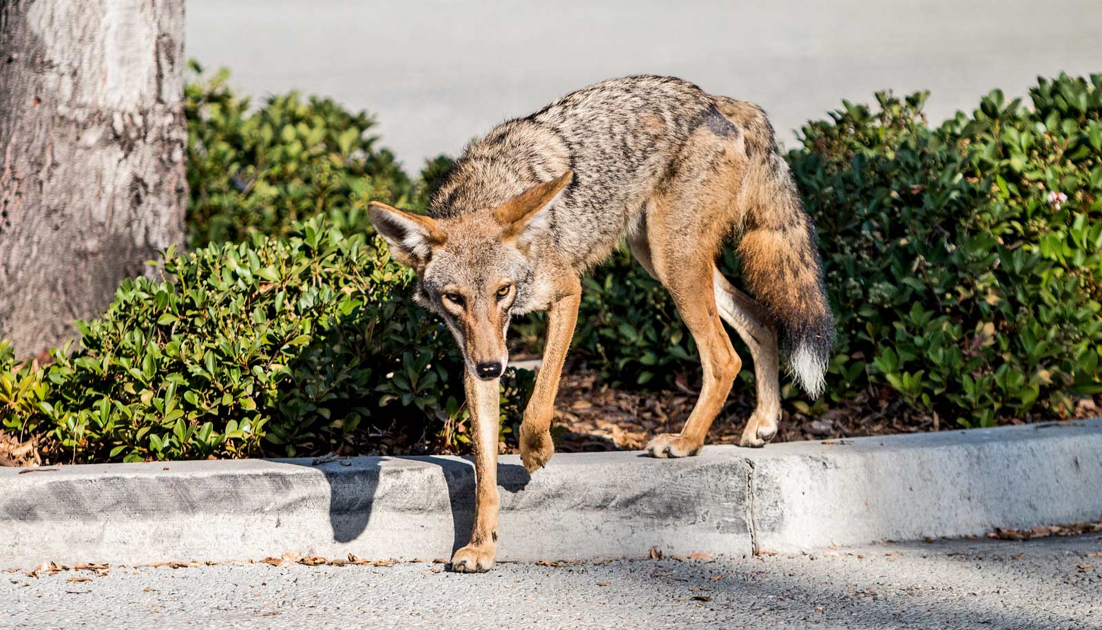 urban coyote stepping off concrete barrier