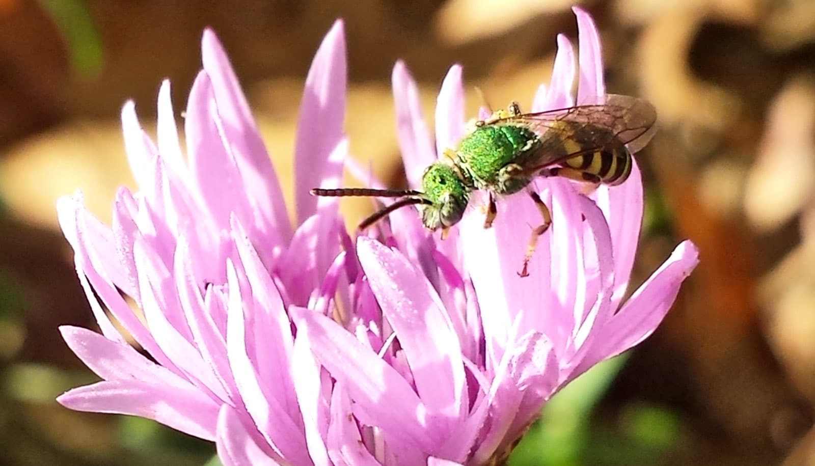 green bee on purple flower