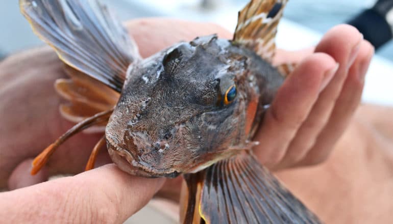 Sea robin