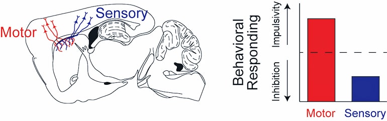 Striatum figure