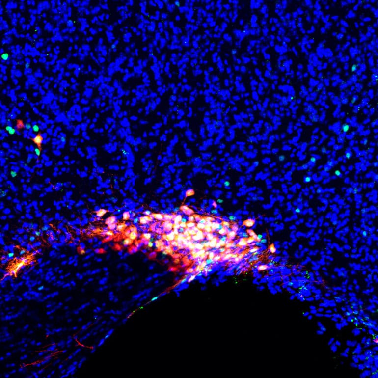 the supraoptic nucleus (shown in red), while the rest of the brain remains in a mostly inactive state (blue)