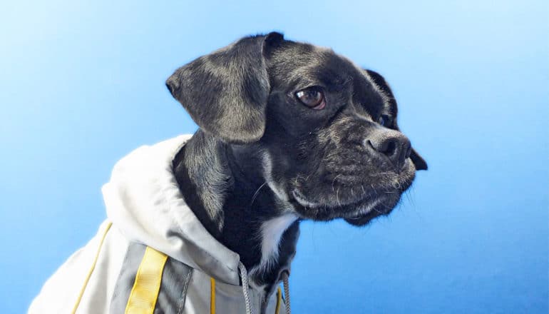 black and white rescue dog in jacket, blue background