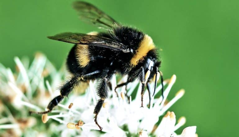 bee on green background