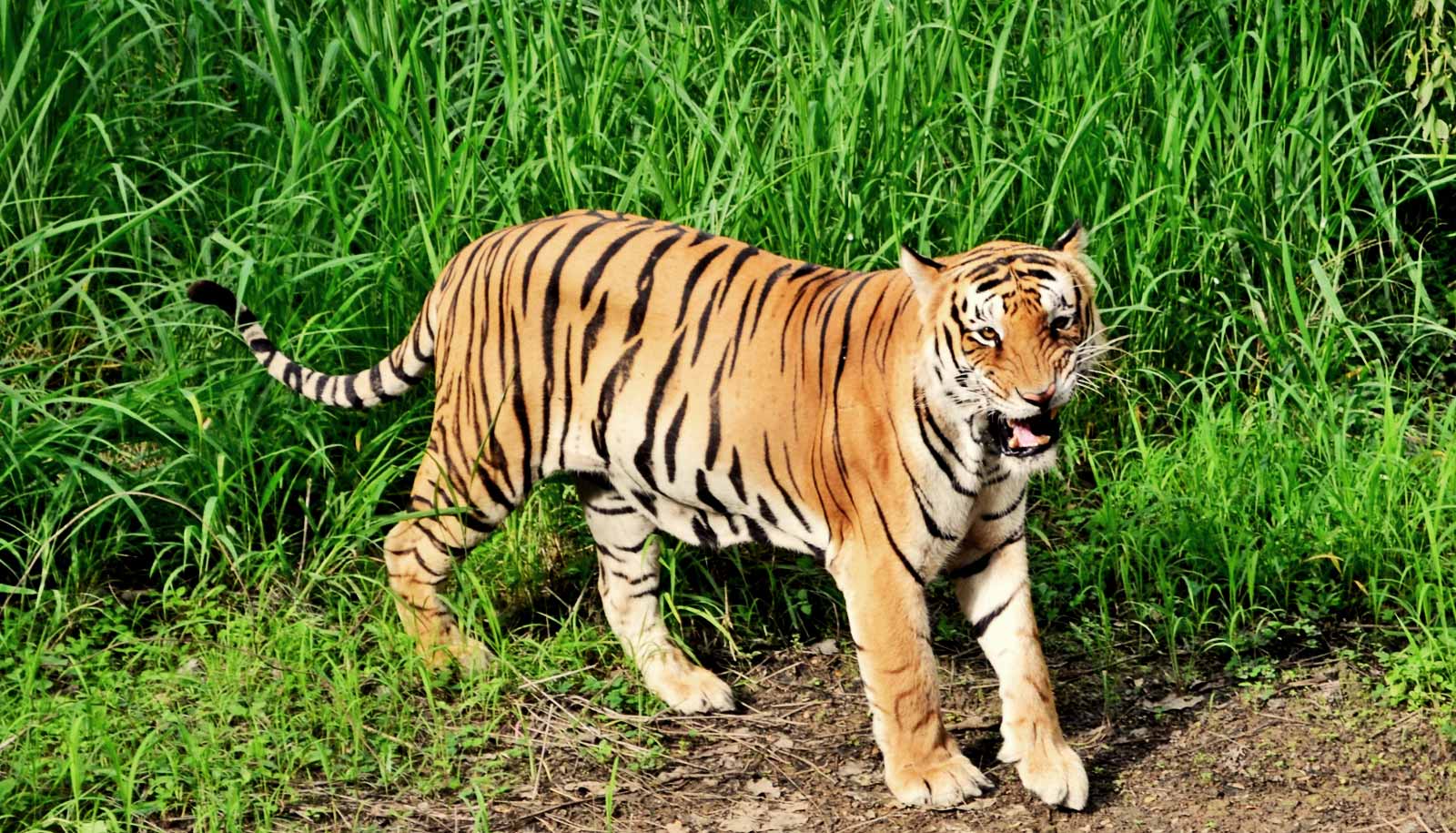 DNA samples of Bengal tigers polluted by genes of the Siberian Tiger