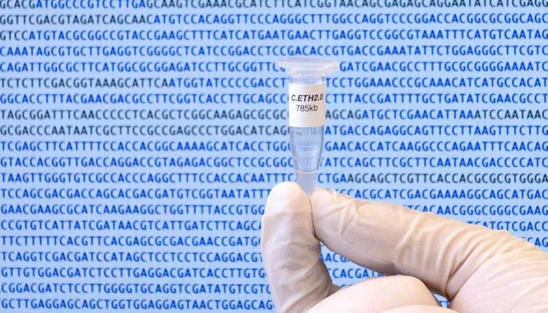 The Caulobacter ethensis-2.0 genome in a micro tube.