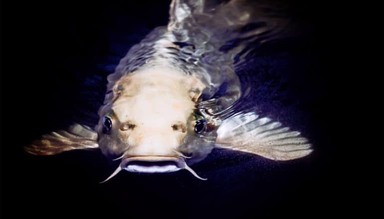 catfish in water