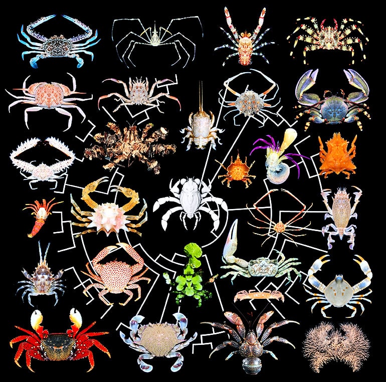 crab diversity