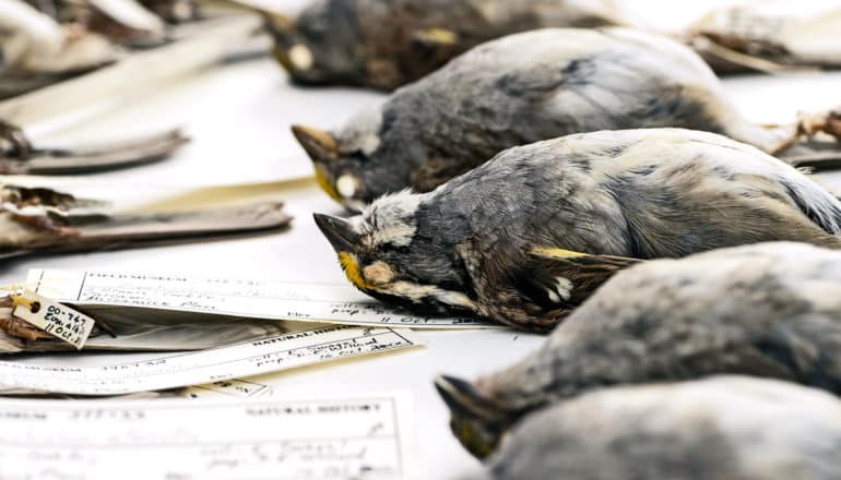 dead birds from museum