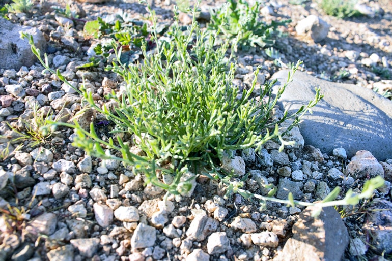 chuckwalla combseed plant