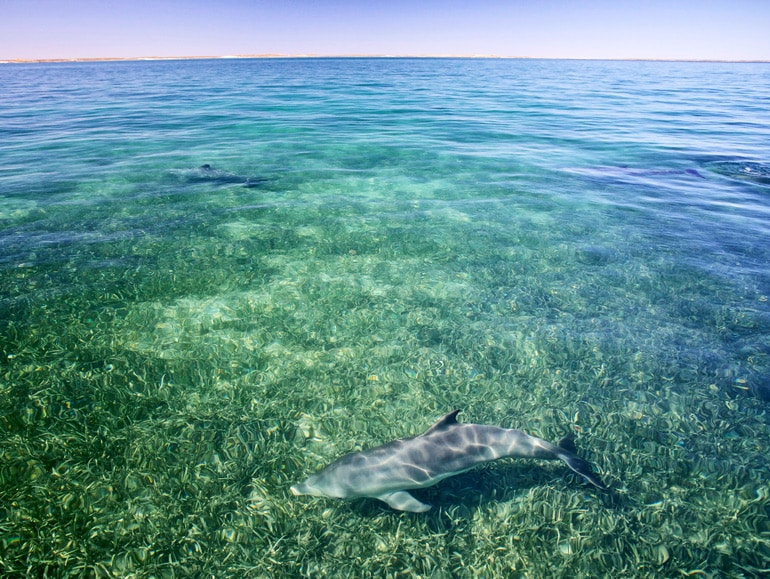 dolphin and the horizon