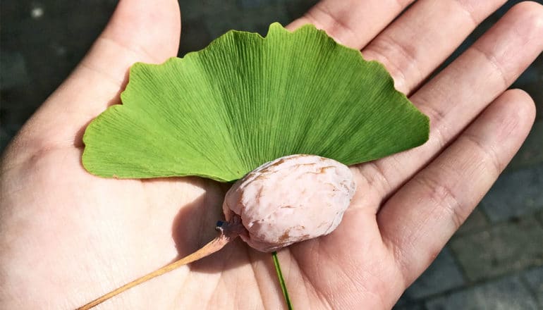 ginkgo biloba leaf and seed