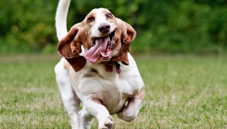 floppy dog in motion - mercury in dog food